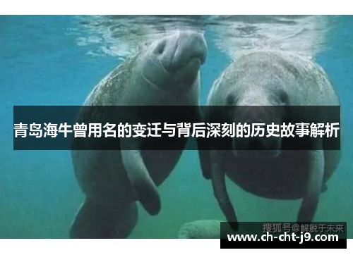 青岛海牛曾用名的变迁与背后深刻的历史故事解析